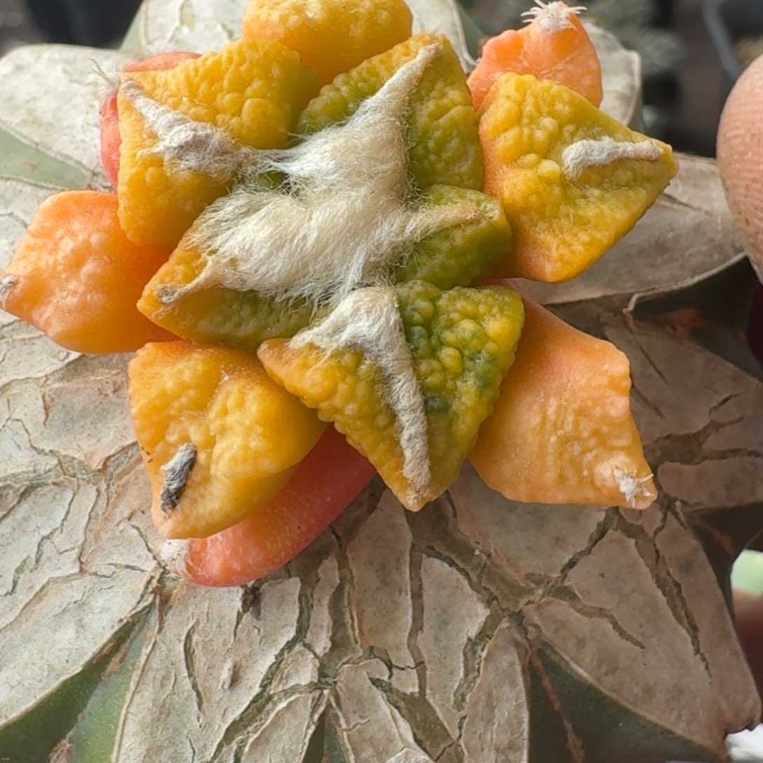 【闪购商品】大尤黑锦872