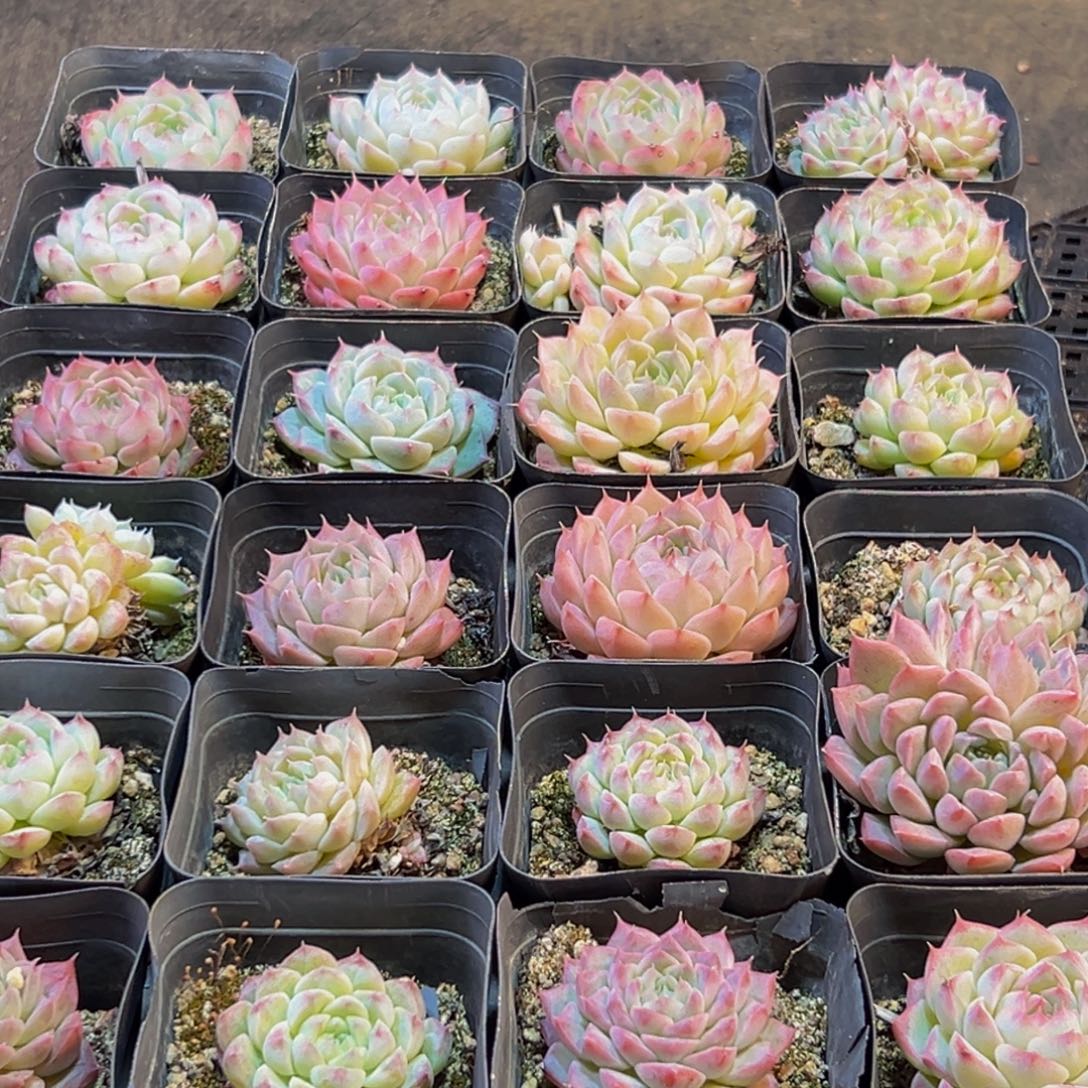 053得了一种病的人是