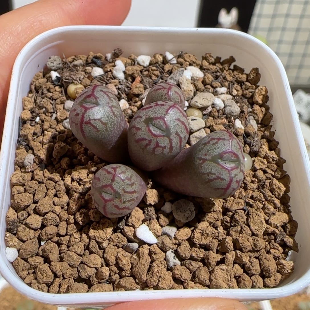 肉锥多肉植物组合-杂交49