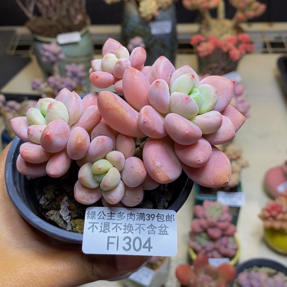 304樱花洛神多肉6cm