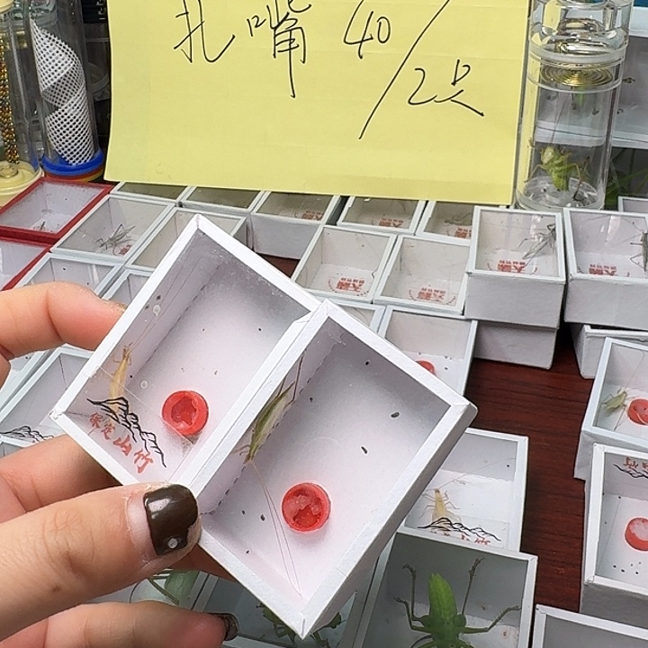 夏***雪蟋蟀一条包一条青。           