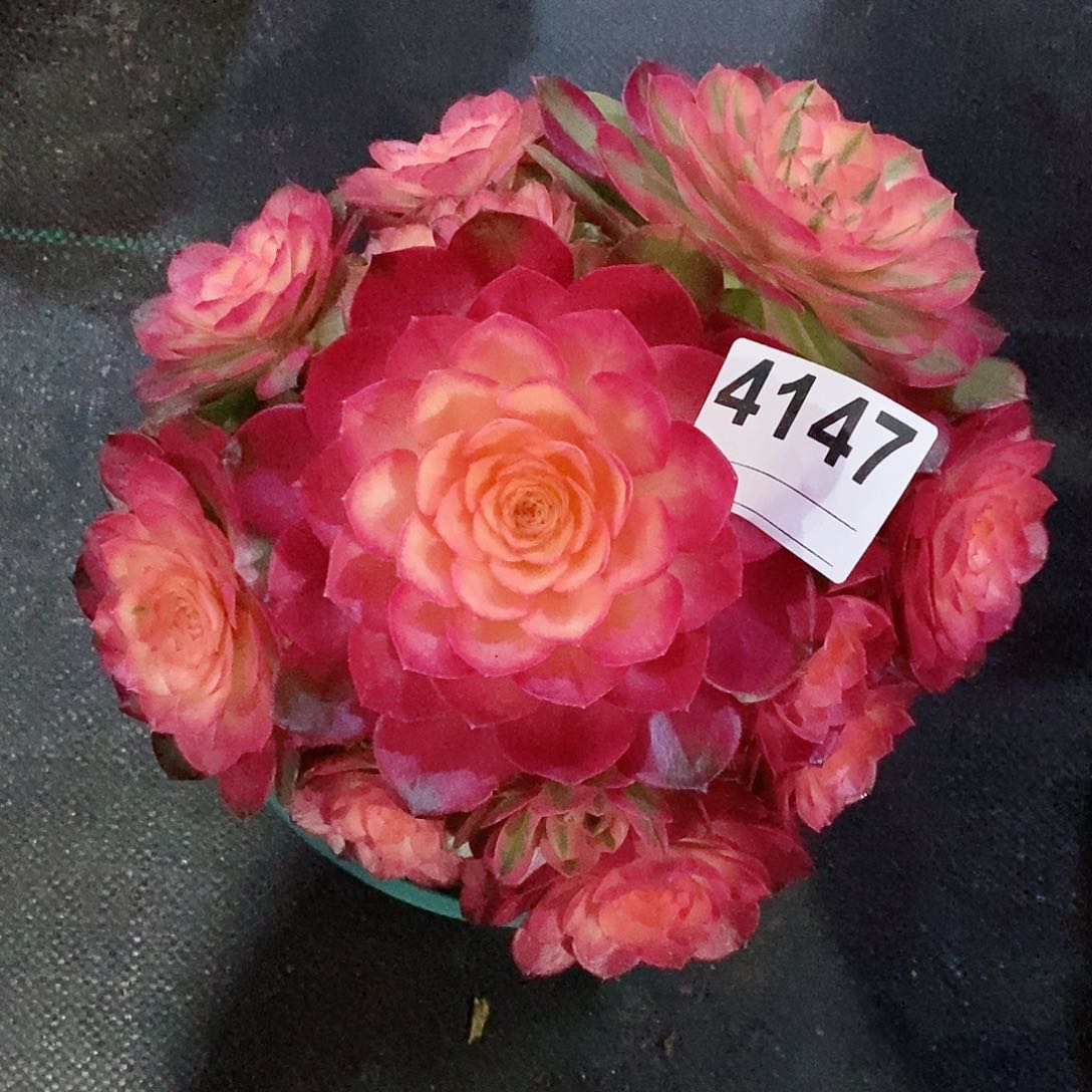 红陶4147荔枝冠22