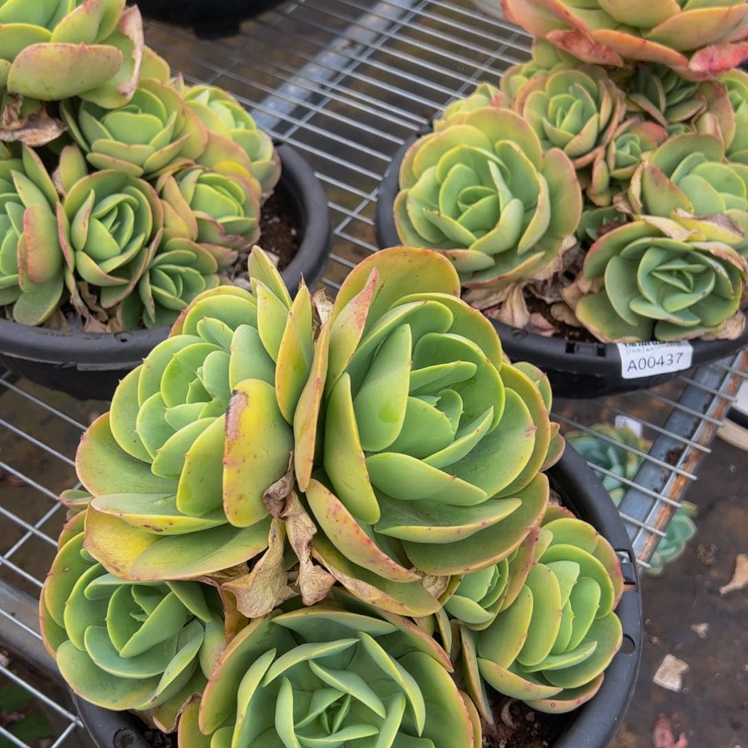 鸡蛋碧桃主头带仔无砍