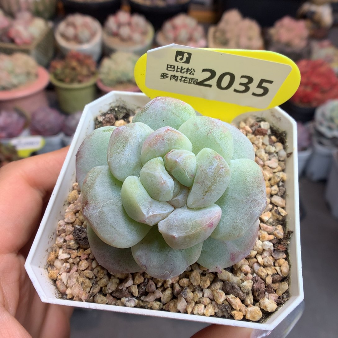 2035冰玉石化新年快乐