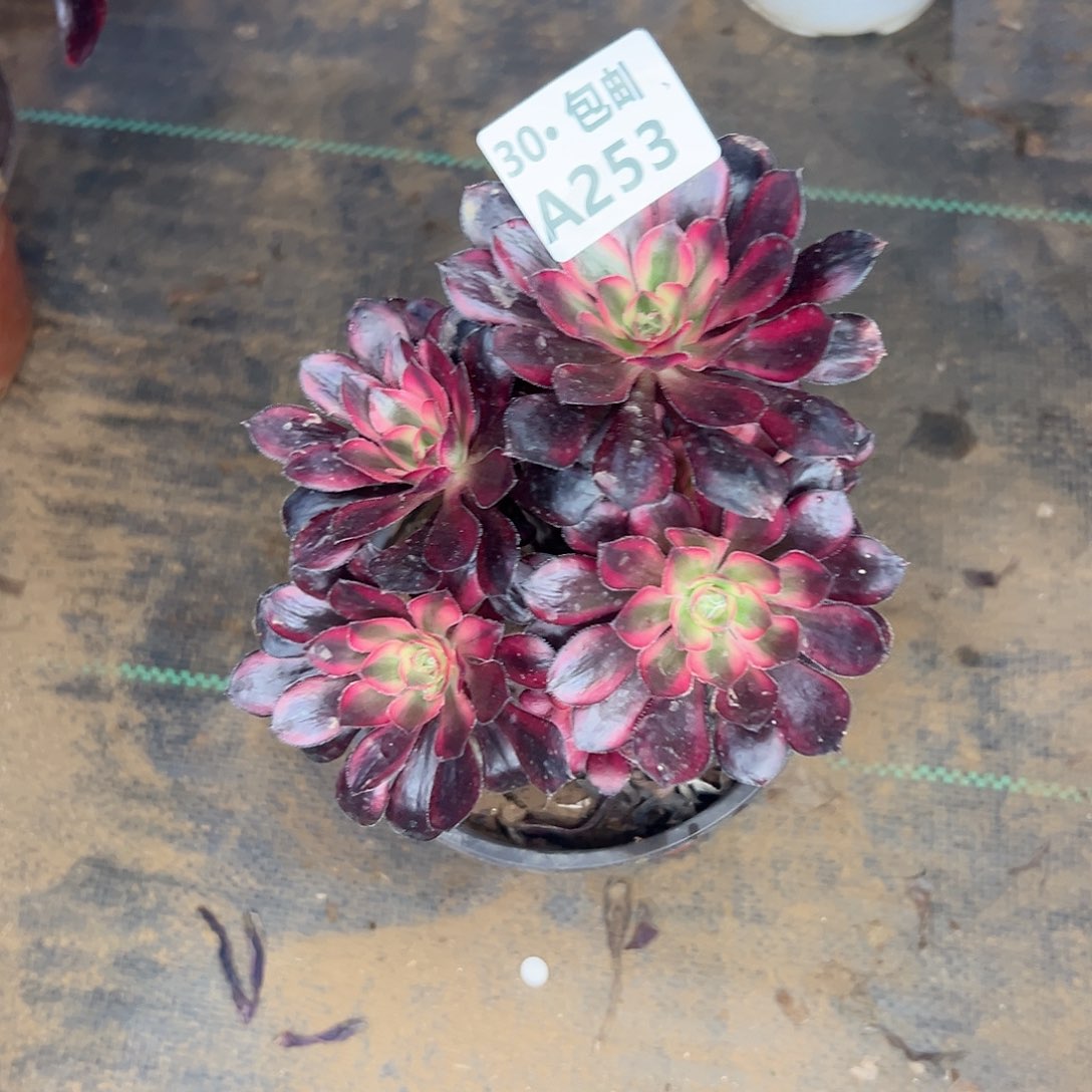 253 多肉法师断枝不包