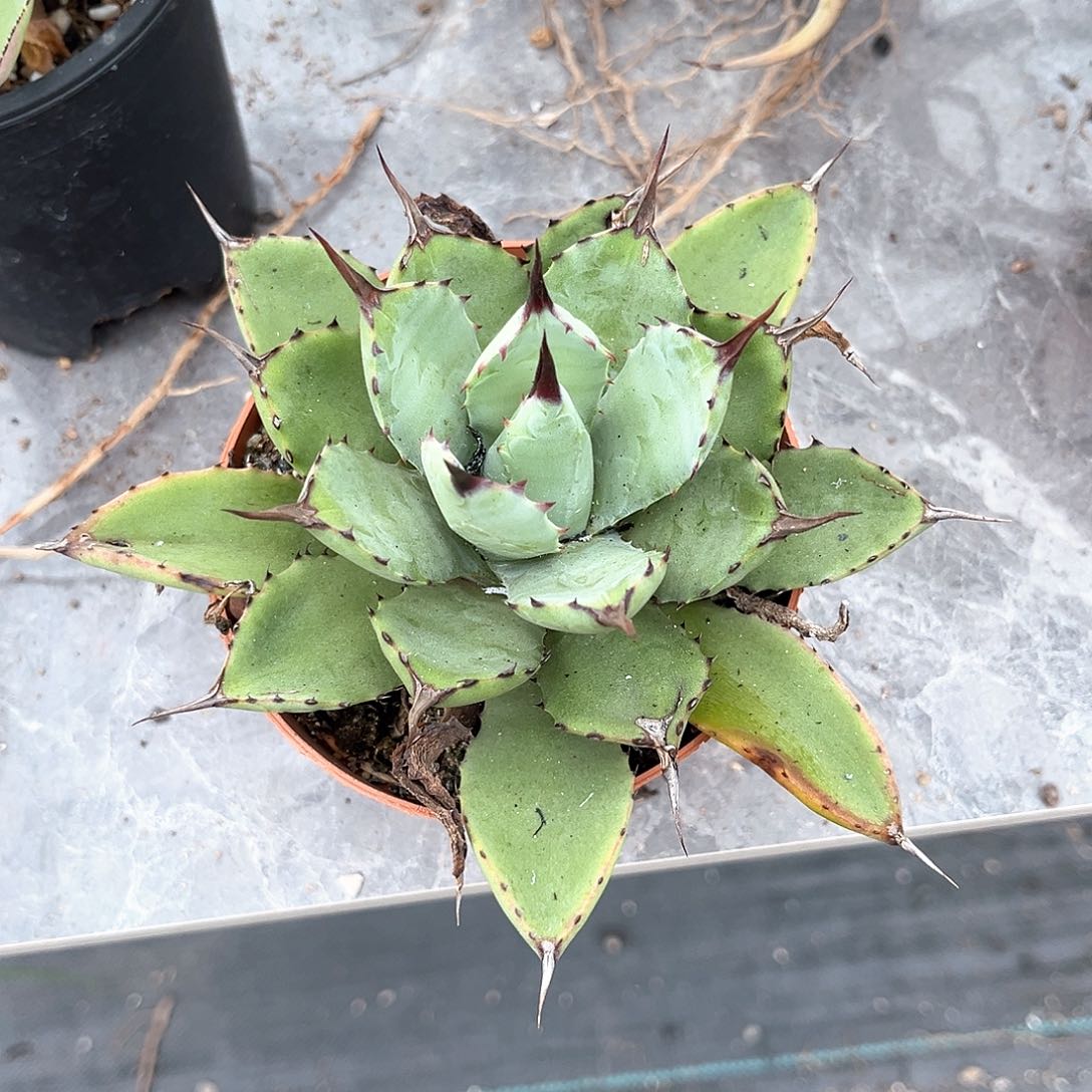 z****5龙舌兰姬八雷20