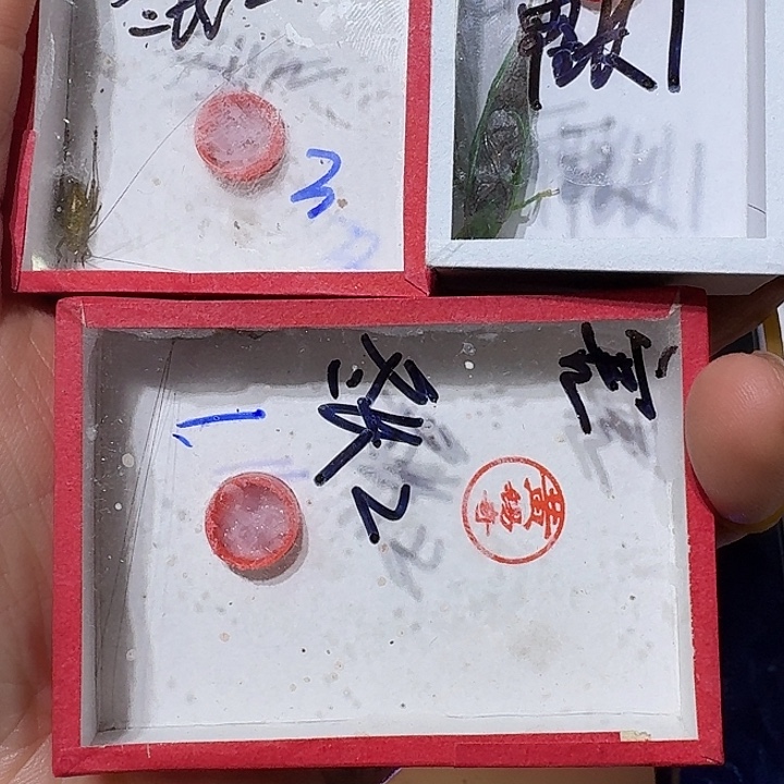 害***子蟋蟀冬大黄长2 霍氏长1