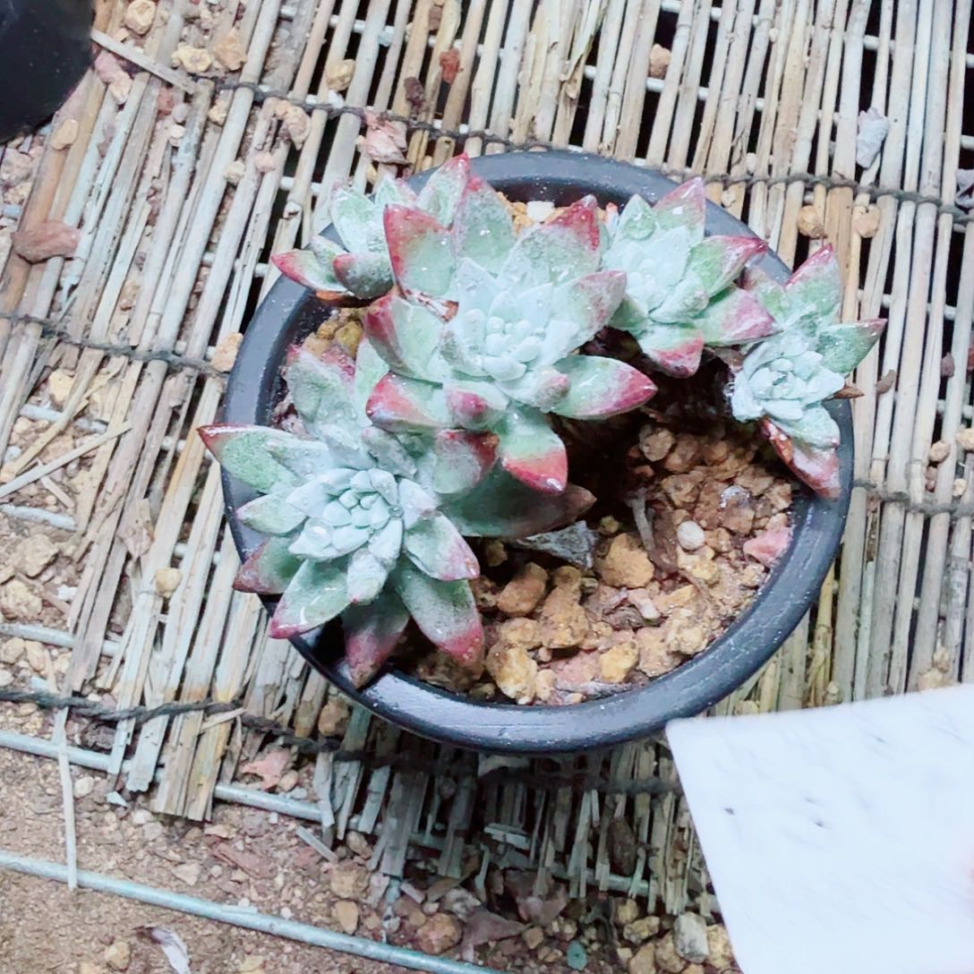 3171法瑞苹果叶多肉