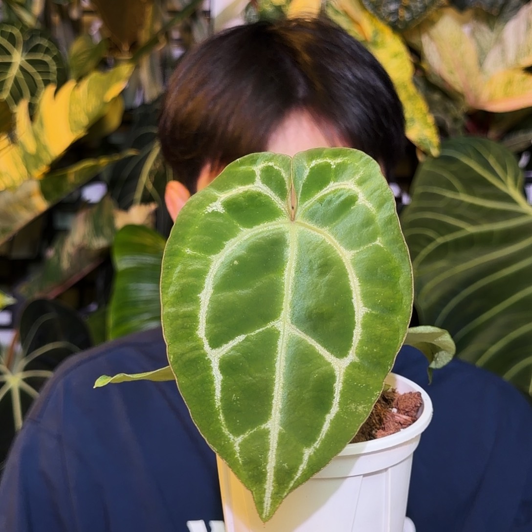 完全开放Q46 大风车绿丝绒