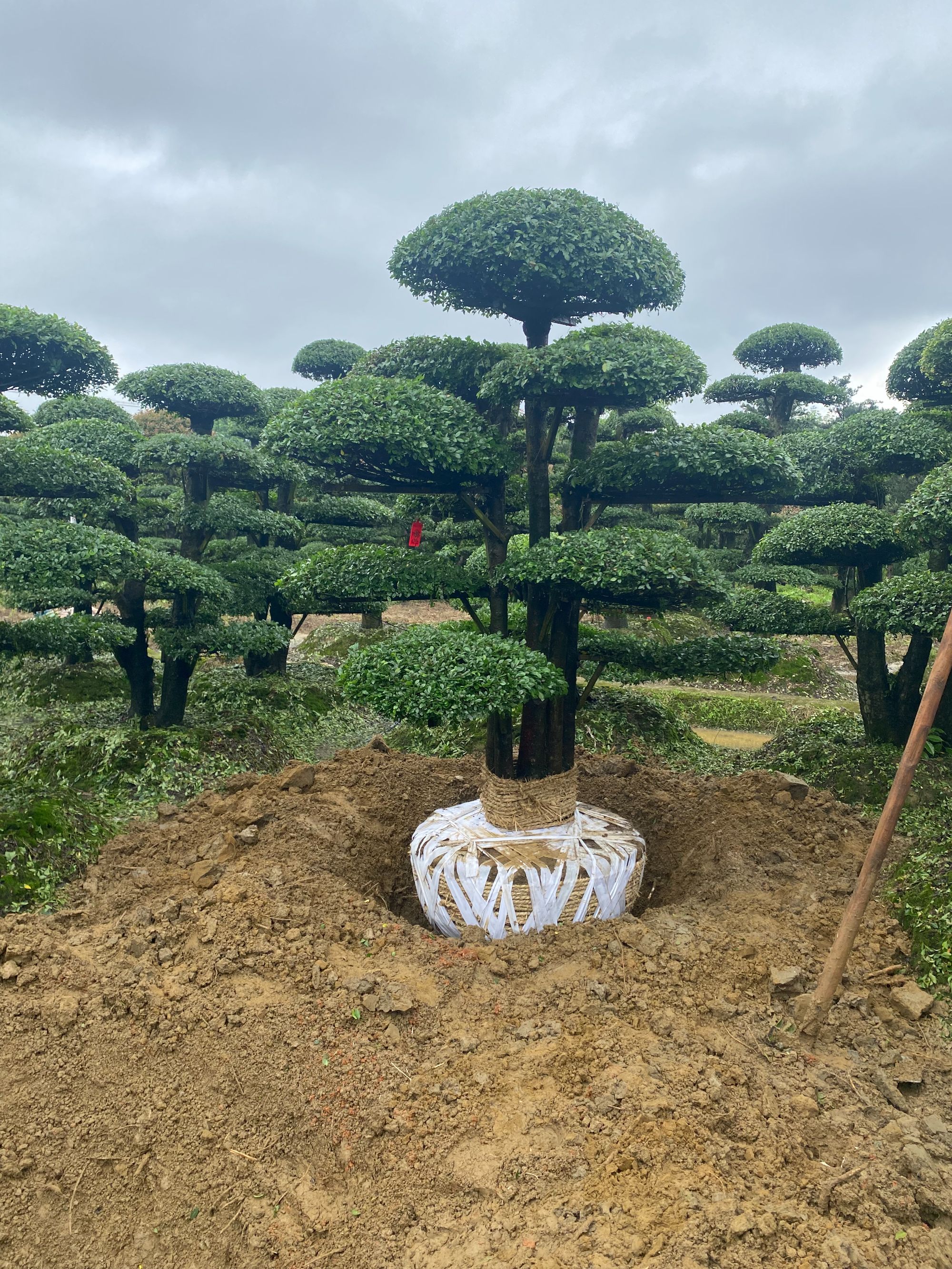 金钱榆景观树造型盆景地景 规格齐全 一物一拍