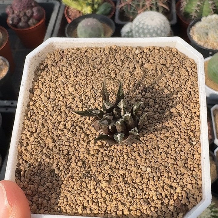 小***e黑牡丹仙人球1234