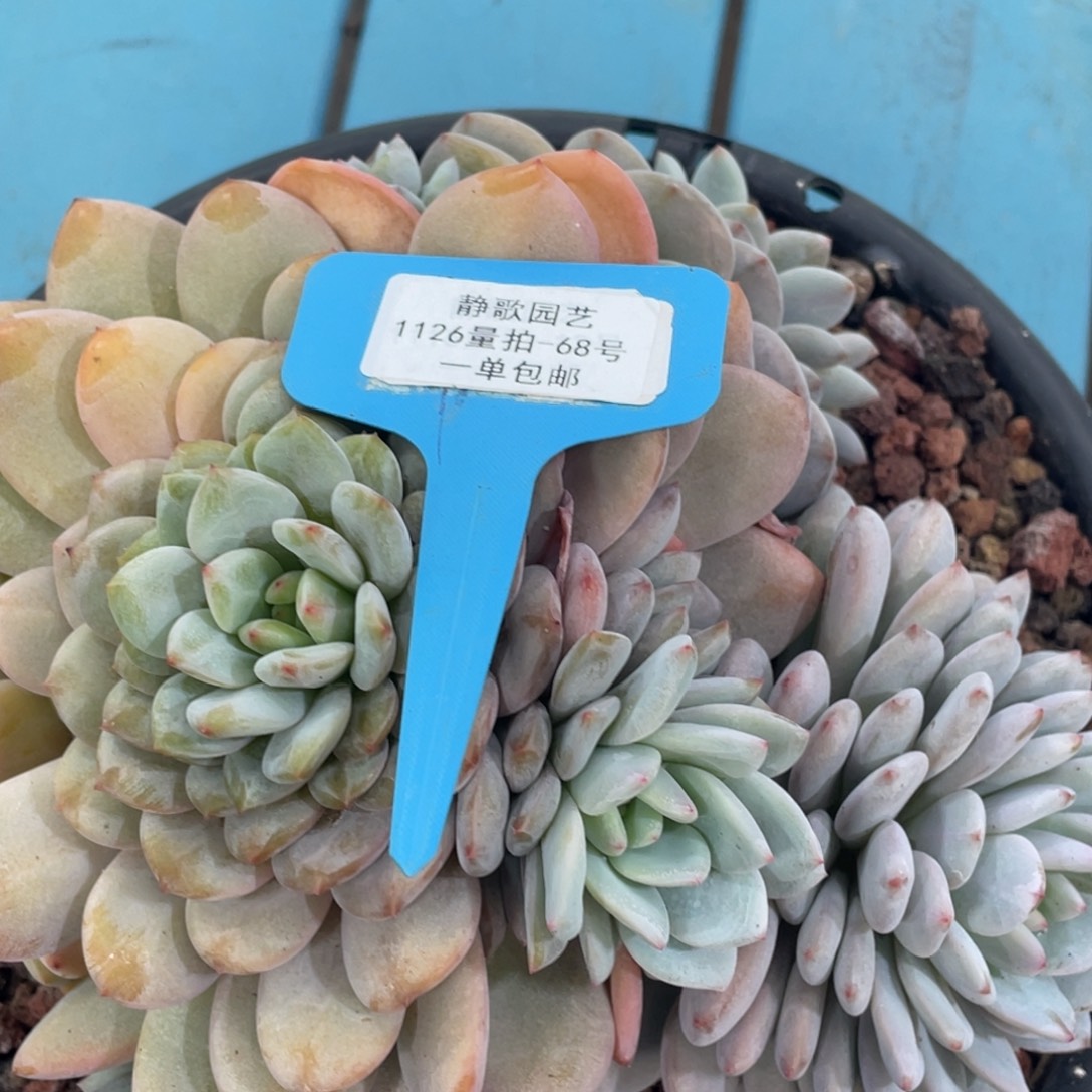 1126-68-母本大群星星橙一颗