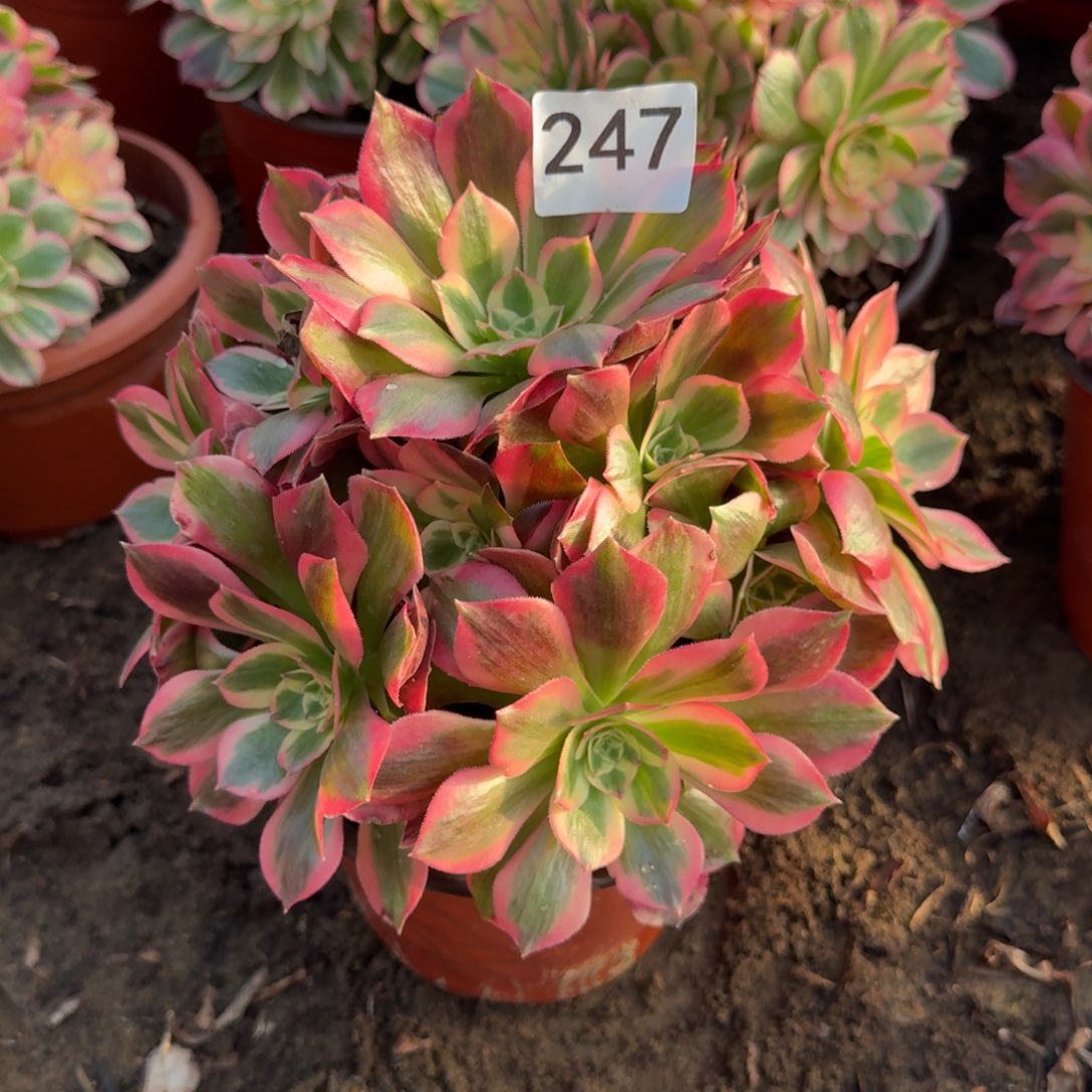 粉女郎247号法师多肉法师