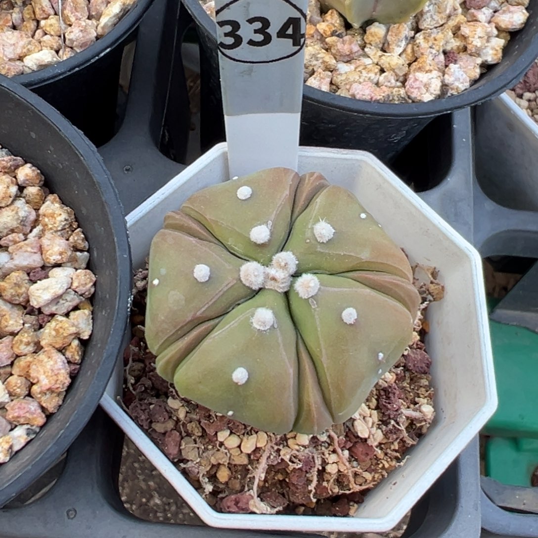 五棱兜多肉植物带盆土334