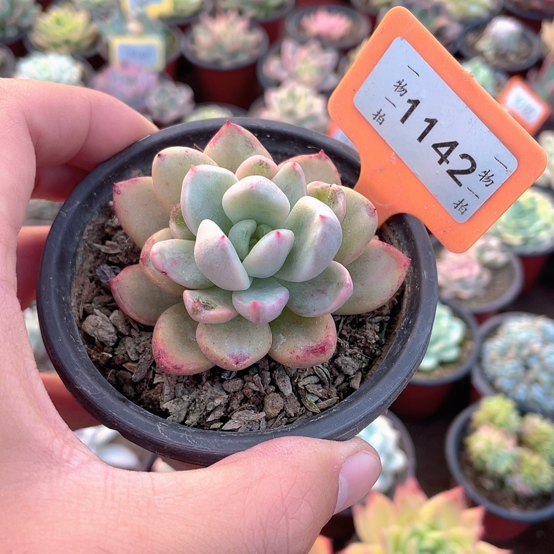 火***柴1142号多肉植物盆栽