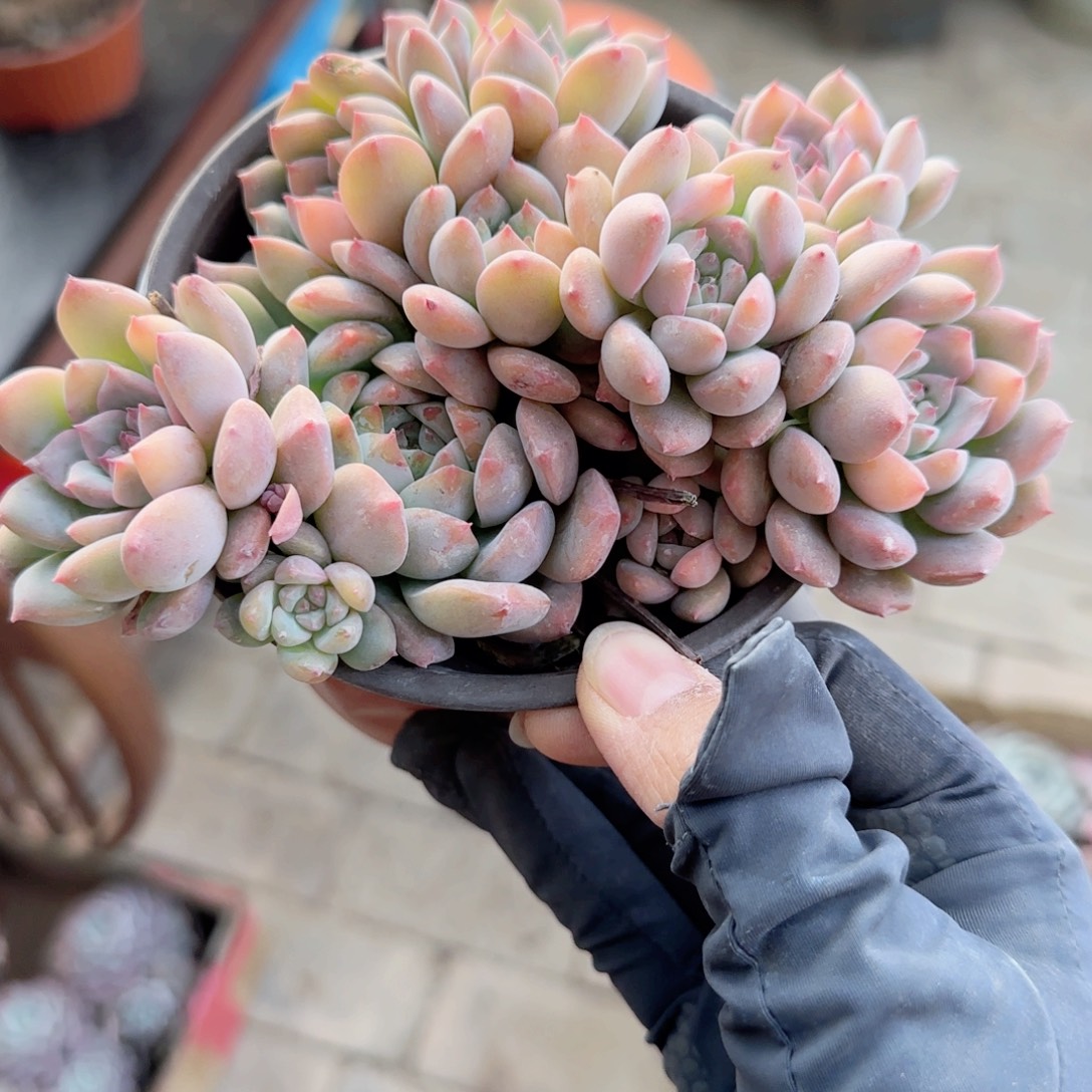 无花朵120霜花群生