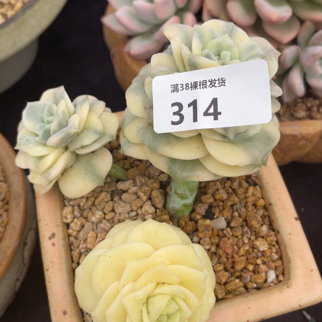 314可爱玫瑰锦三头多肉植物