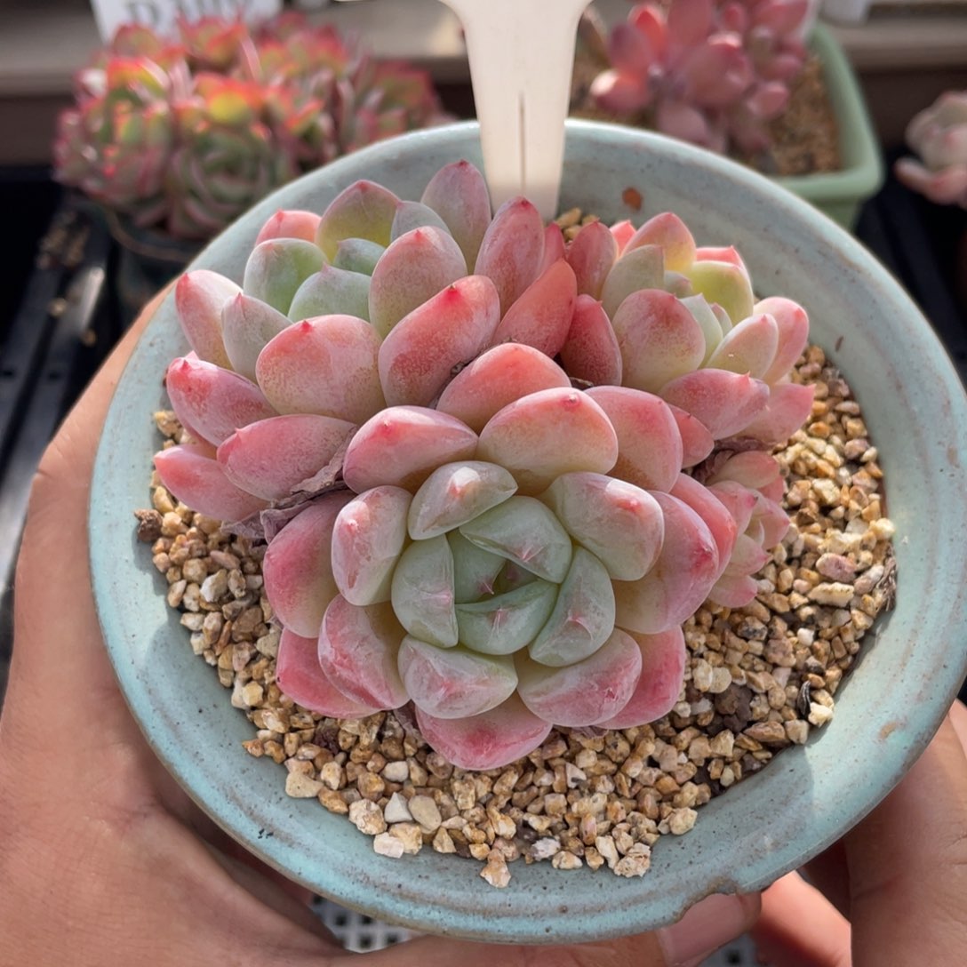 246厚梦不带盆8厘米