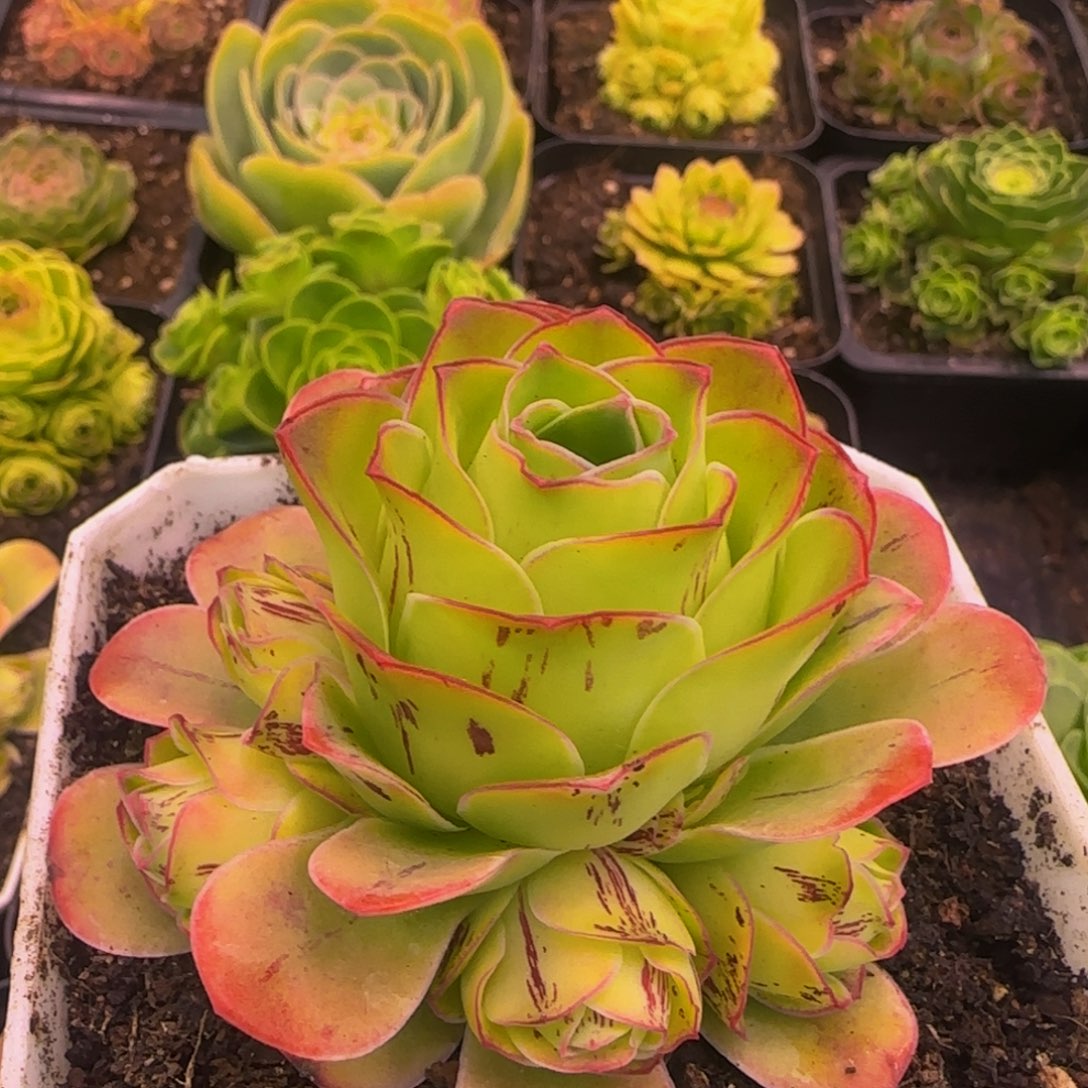 胭脂扣捧花124346464646767643