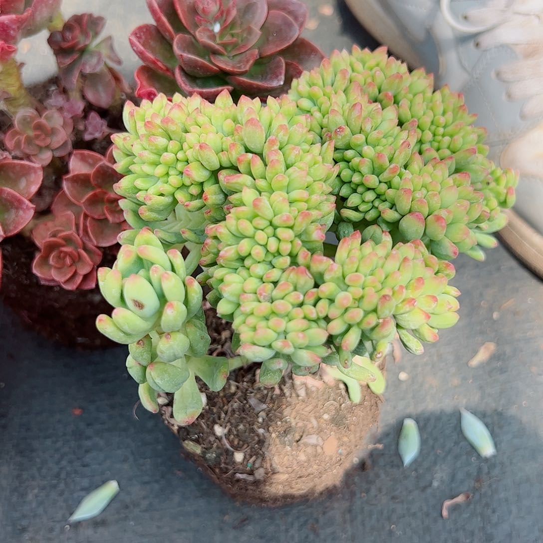 春萌缀化冠幅10-12左右