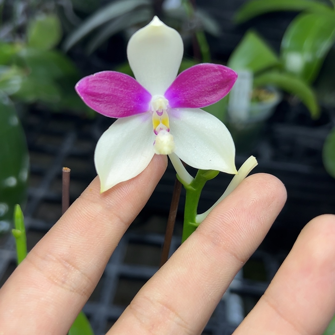 完全开放l252三寸ys1215