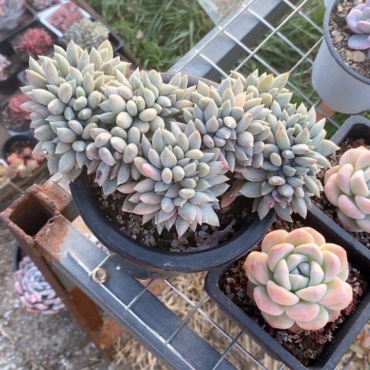 完全开放象牙美人缀