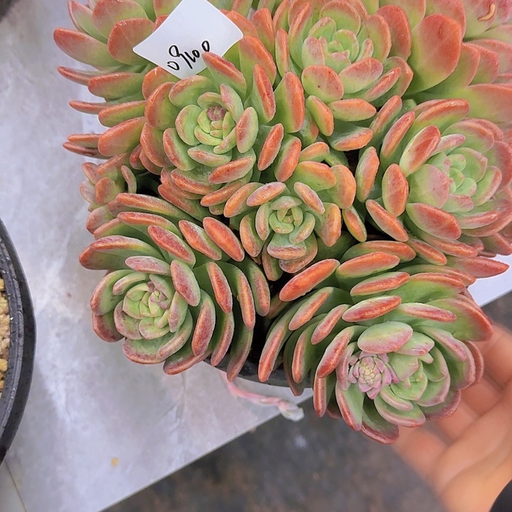 09100拉萨多肉植物 