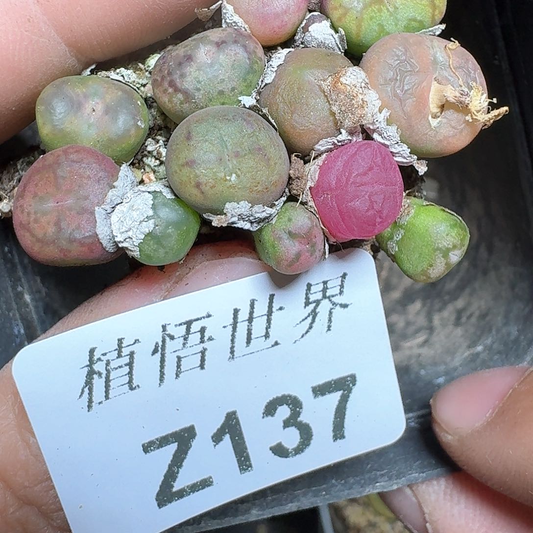 137号的日子去哇多多肉植物哇