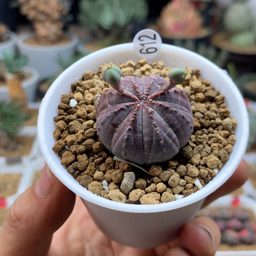 实生欧系布纹球多肉带盆