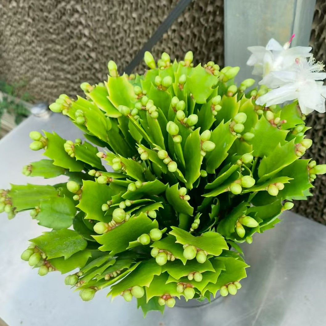 白色蟹爪兰盆栽室内花卉四季开花好养耐活