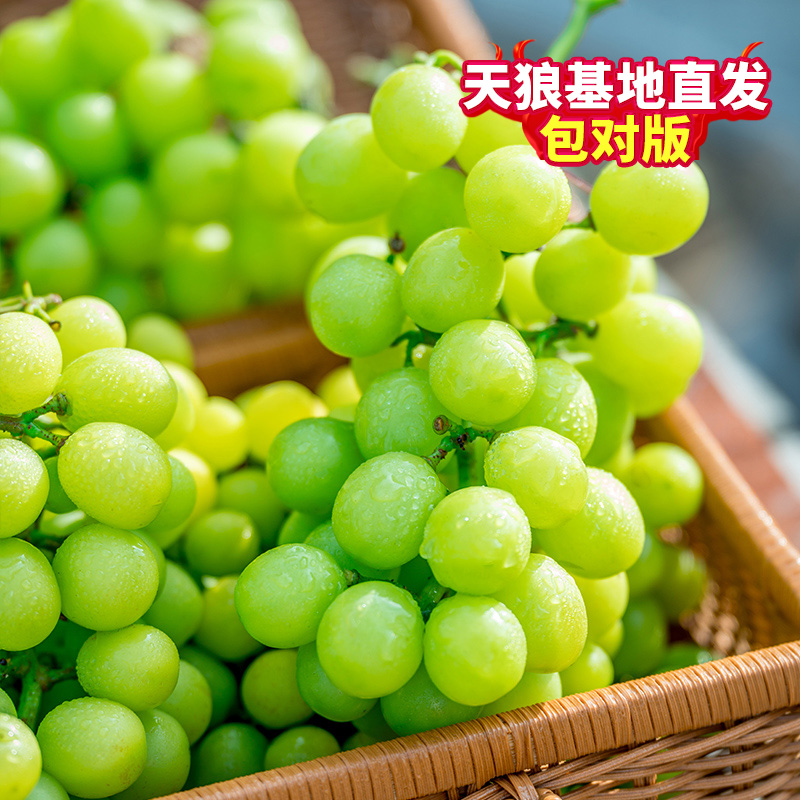 天狼葡萄盆栽苗 阳光玫瑰无核无籽寒香蜜巨峰大果等应季水果新疆