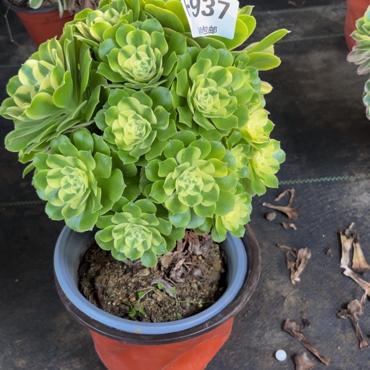 瑞妈，，。。。？937。辛尼亚，