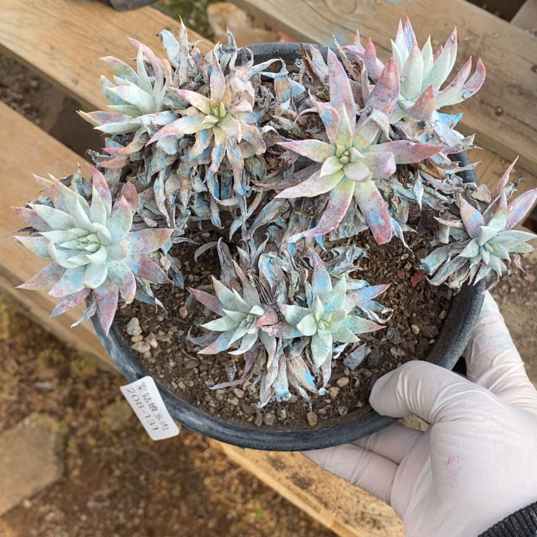 131号白菊杂瑕疵瑕疵