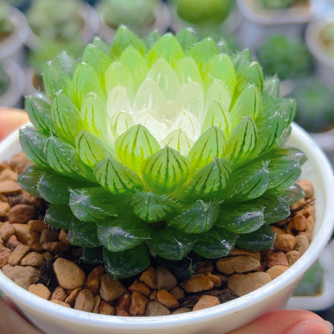 宝莲灯玉露多肉多肉多肉