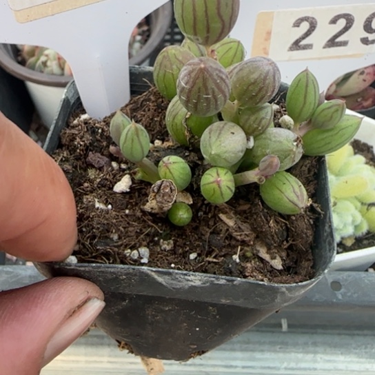 204 一物一拍多肉