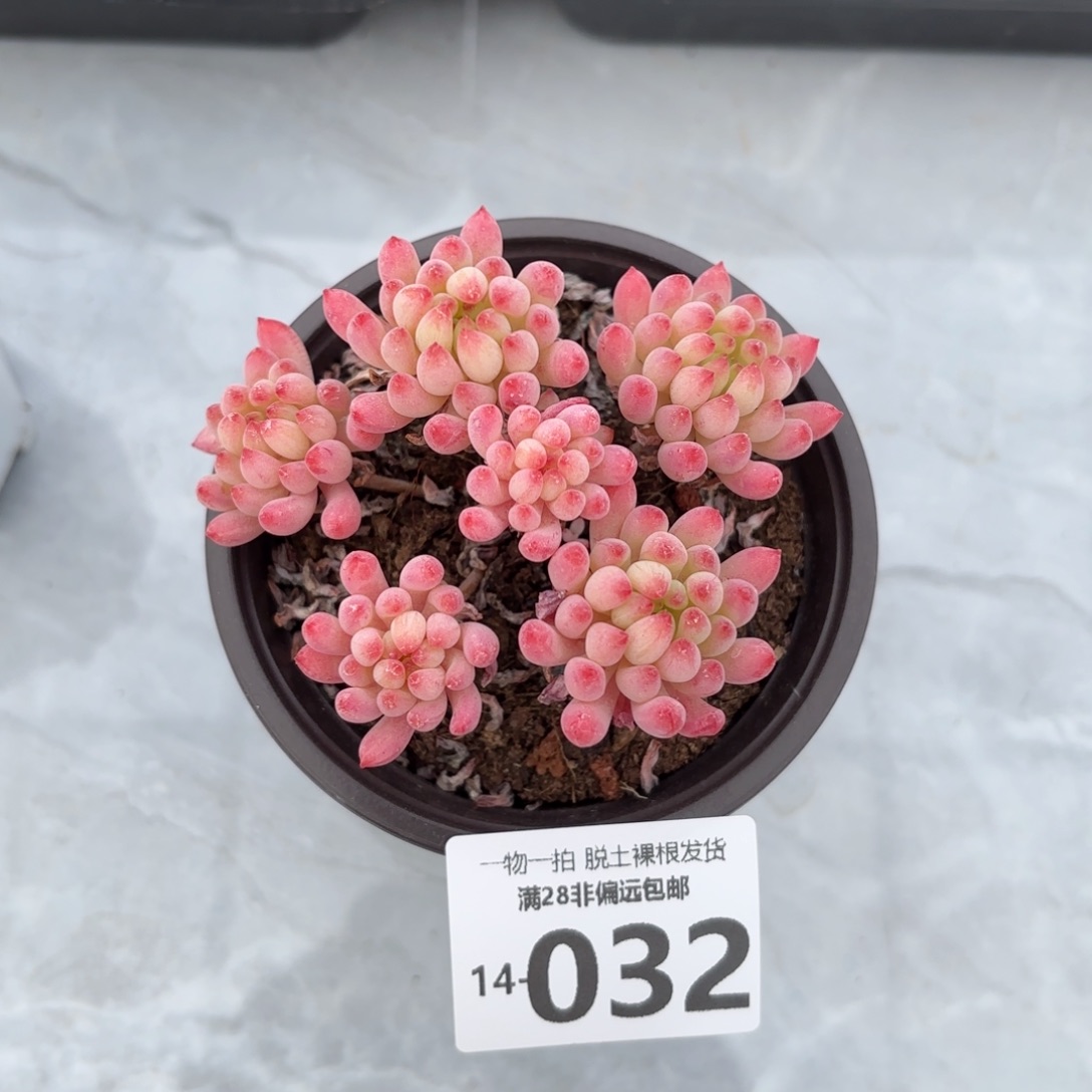 烟花老桩多肉多肉