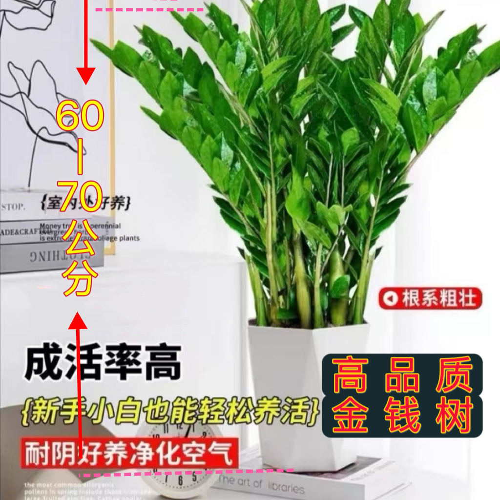 特级金钱树60 - 70公分老桩大苗室内好养易活净化空气绿植除甲醛