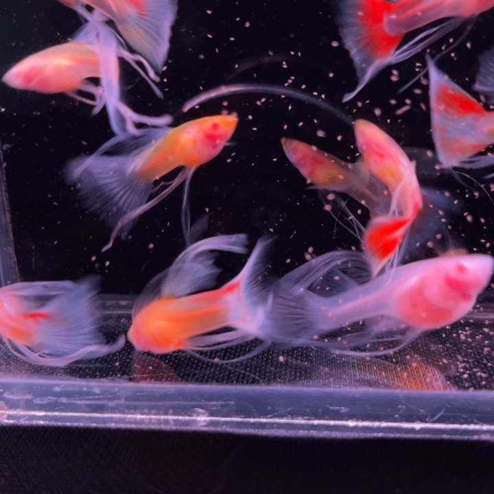 孔雀鱼红礼服白子玻璃大C1母9公