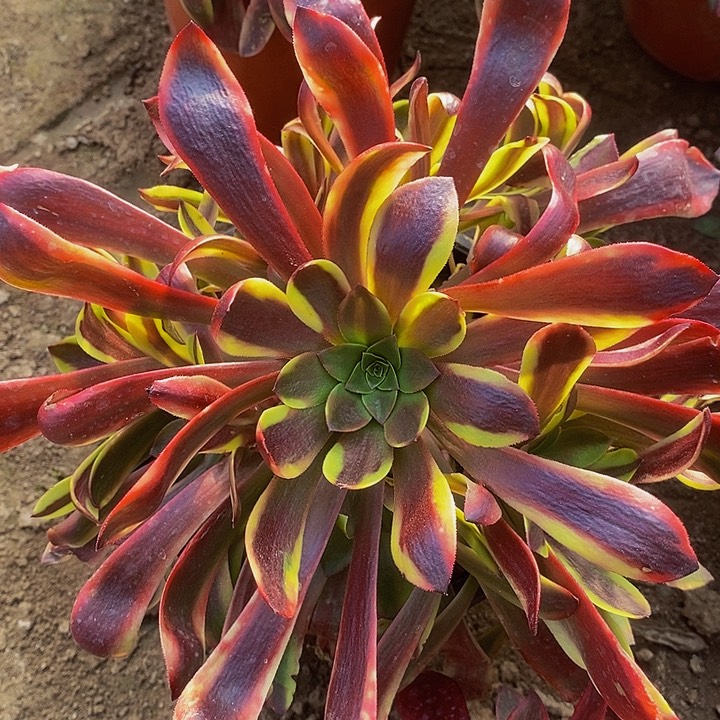 欧嘉莉法师加海王法师多肉