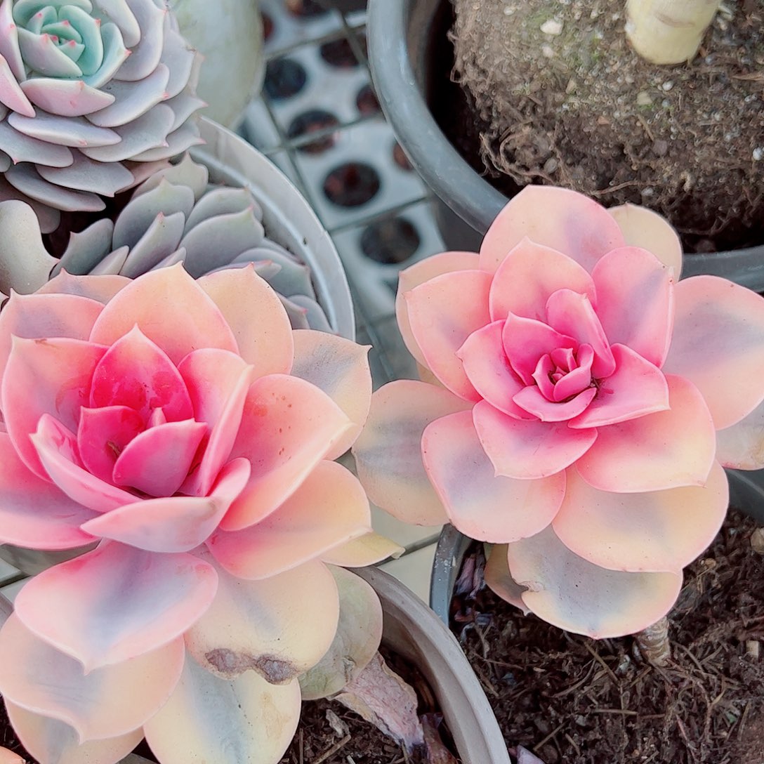 彩虹大单头精品特价二盆