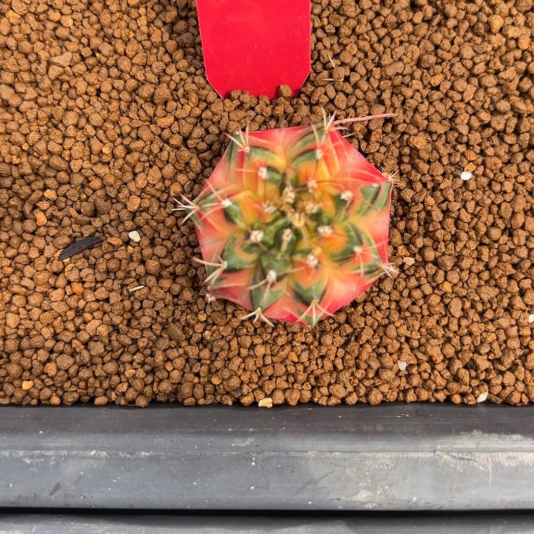 40-0828泰国发货 太阳后裔