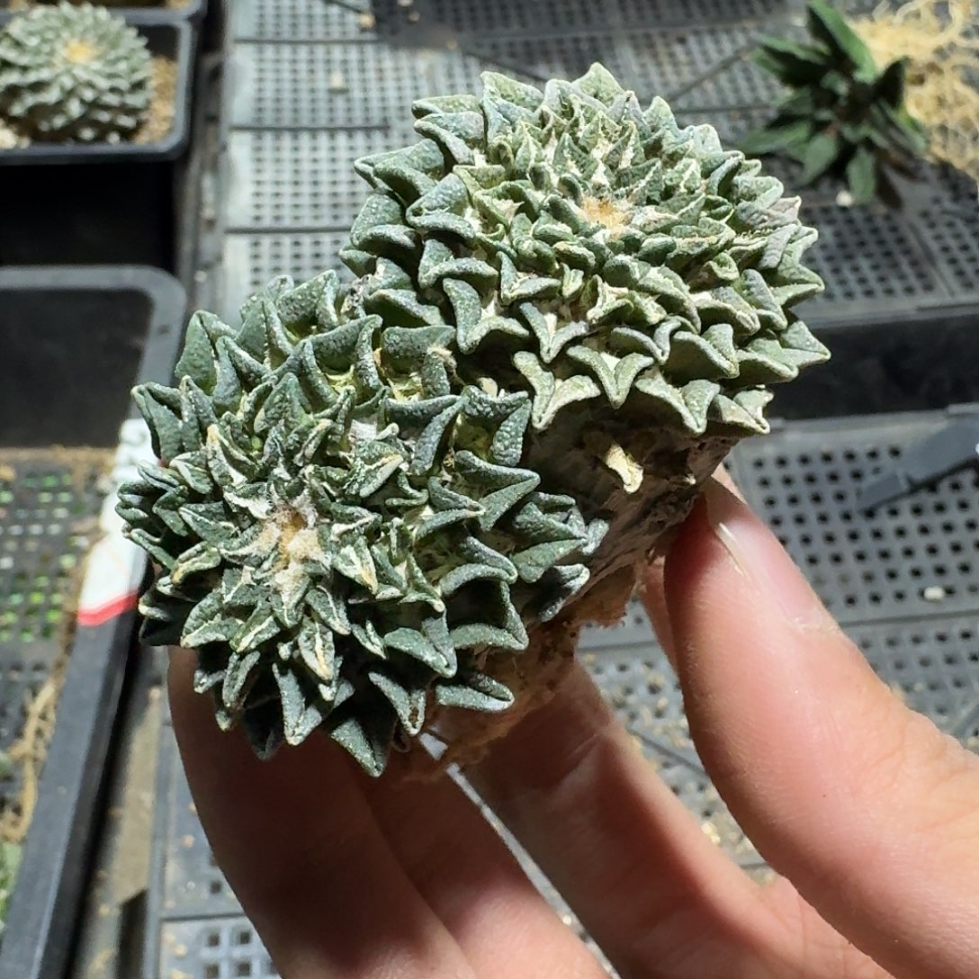 754号仙人球萝卜根