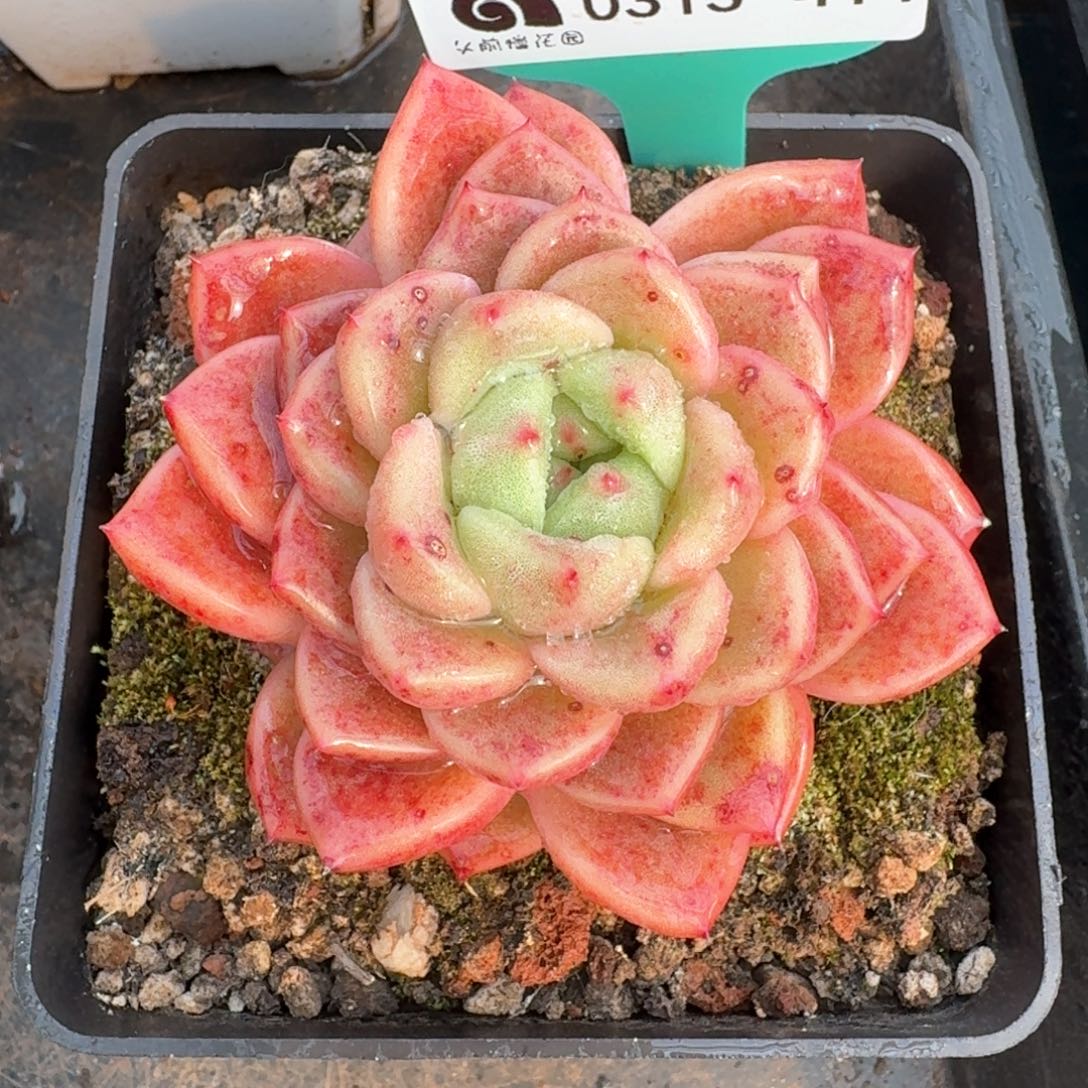 从前慢多肉精选编号0313.414