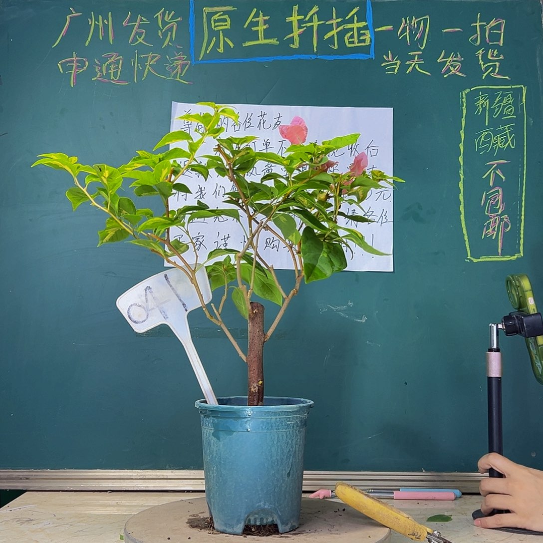 当前无花栽培后可以开花  福利  粗杆  041