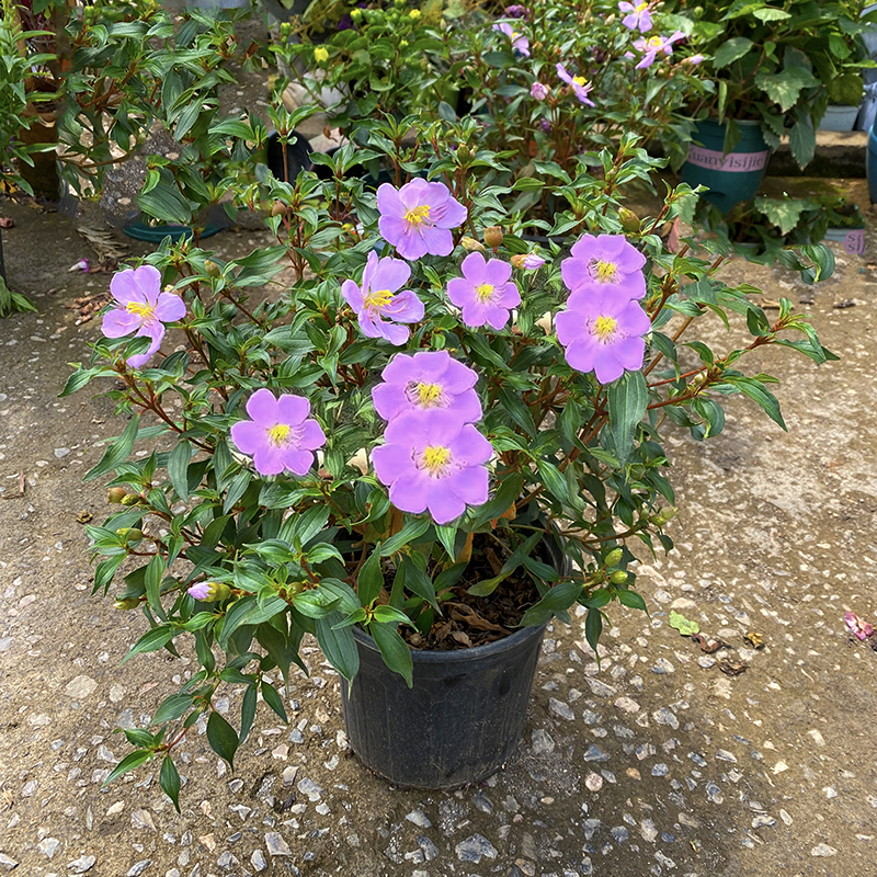 紫牡丹巴西野牡丹(花期长 耐高温)庭院阳台开花植物