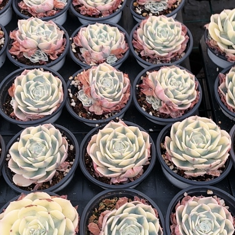 玉碟锦9.9一盆88888