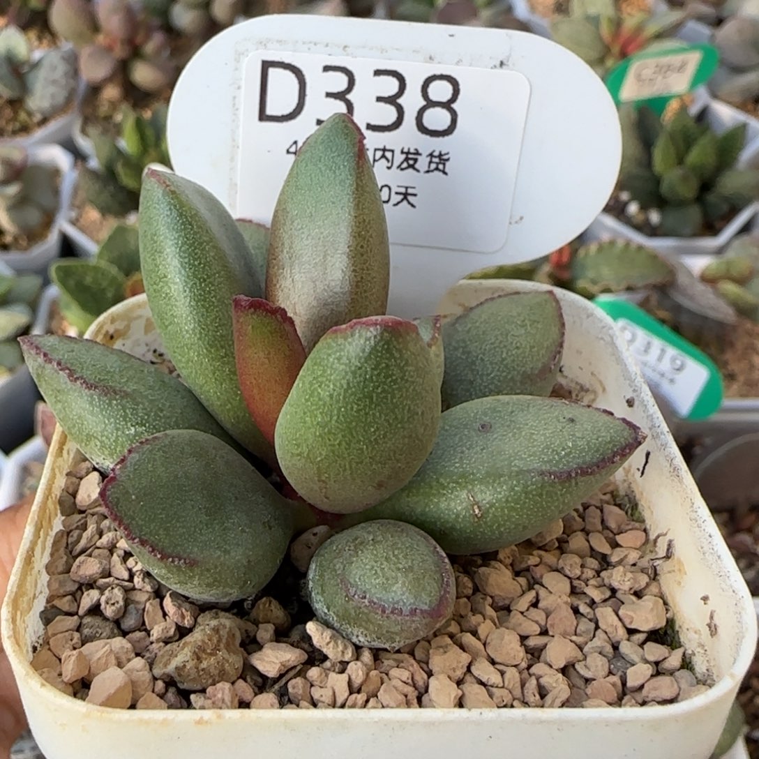 Kubu7475。    338。   