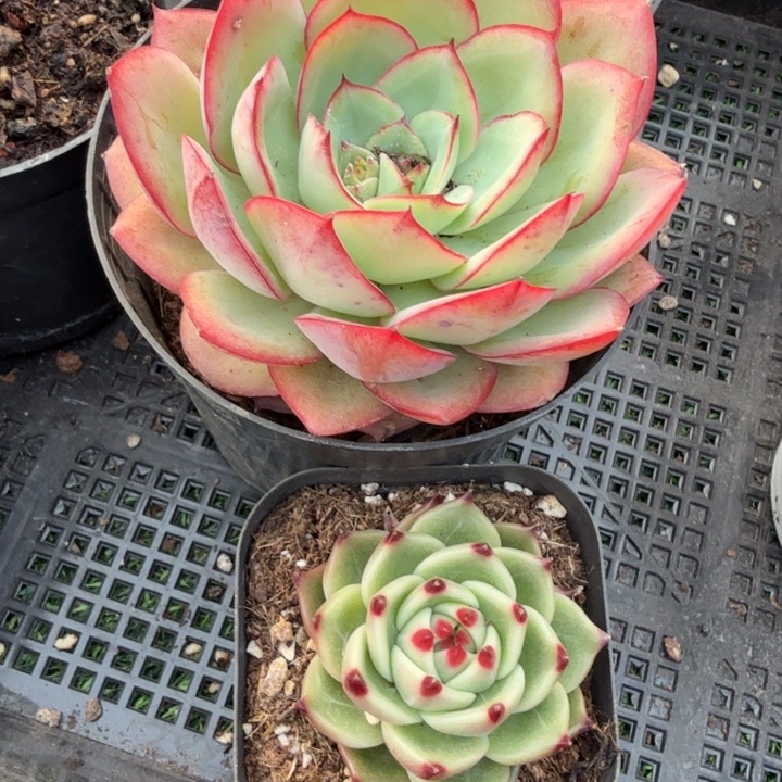 零***℃双头牡丹亭1颗，小蓝龙一颗。             