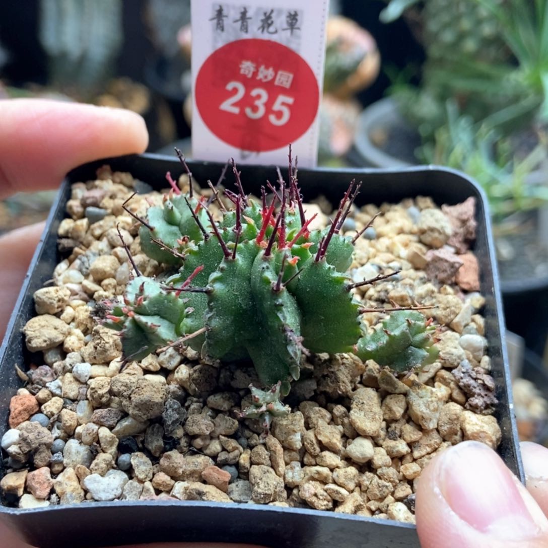实生强刺落雪魁伟玉群一颗