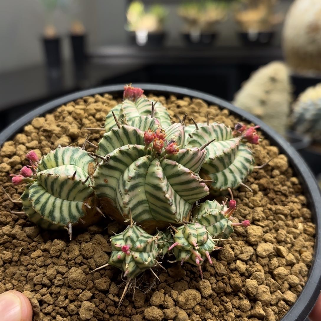 贵青玉锦带盆包邮